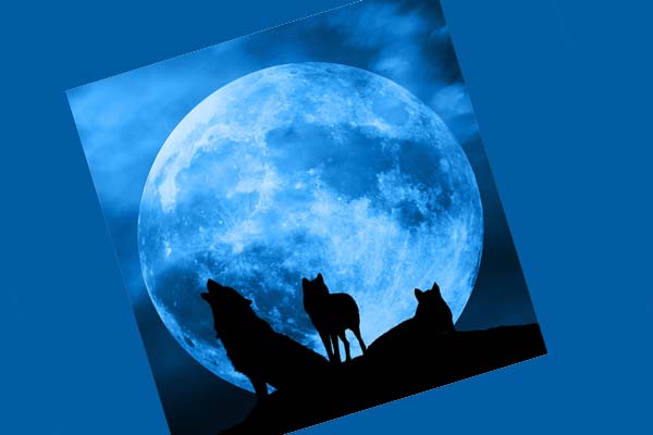 волки на фоне Луны