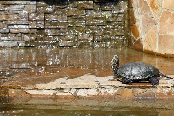 болотная черепаха в вальере фото