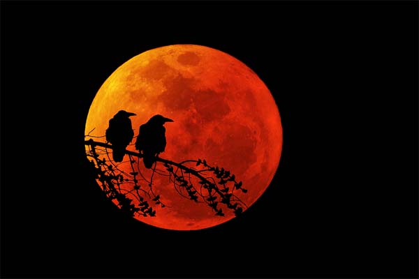 Кровавая Луна и птицы