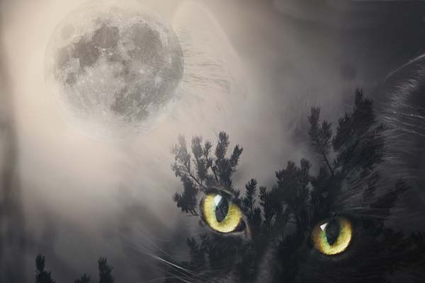 Мистическая луна и кот