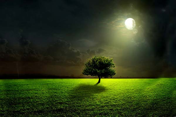 Полная Луна светит на дерево