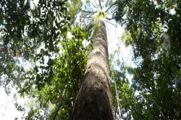 гигантское дерево в Малайзии