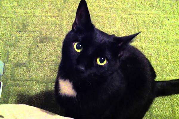 красивый черный кот