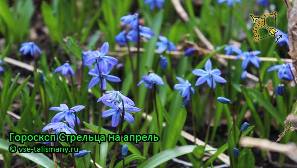 синие цветы