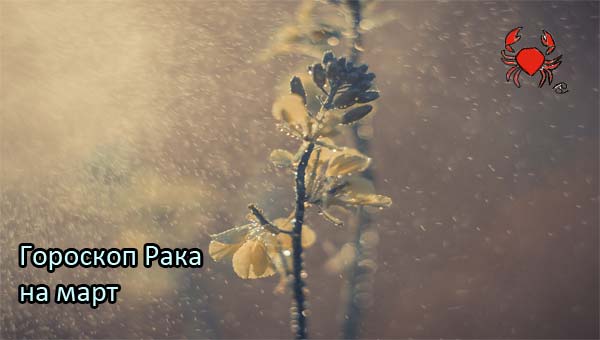 цветок и роса