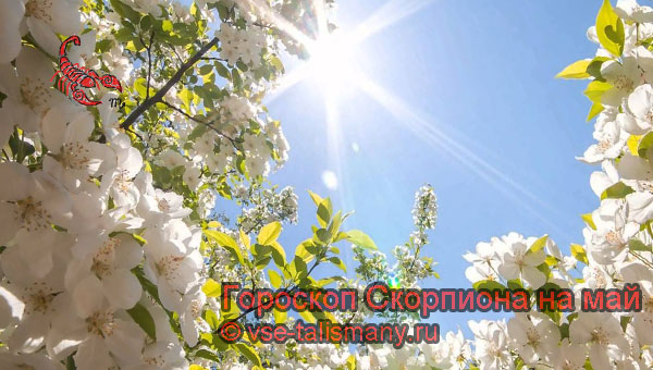 цветущее растение
