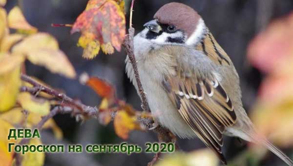 воробей сидит на ветке