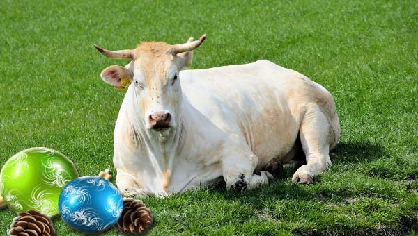 белый бык на траве