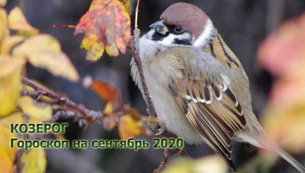 птица воробей на ветке