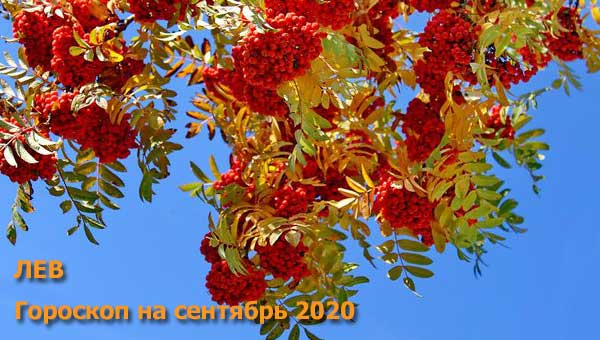 рябина осенью