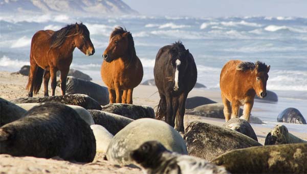 кони на песчаном берегу