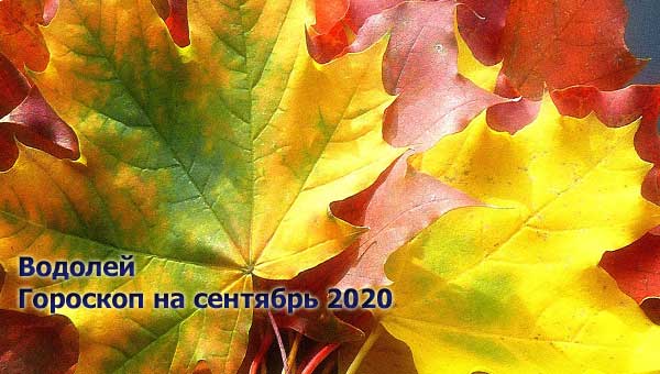 пожелтевший кленовый лист