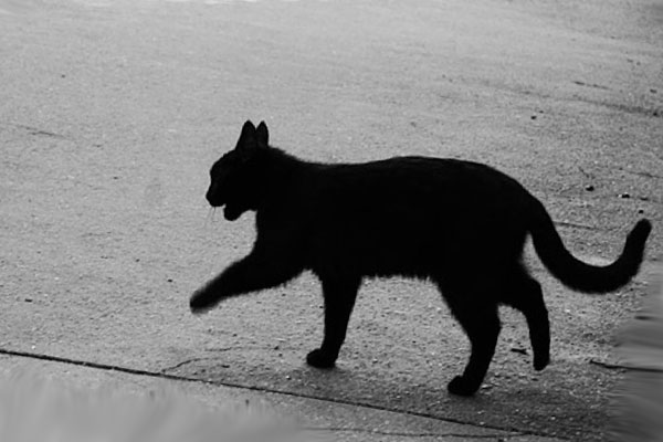 чёрный кот переходит дорогу