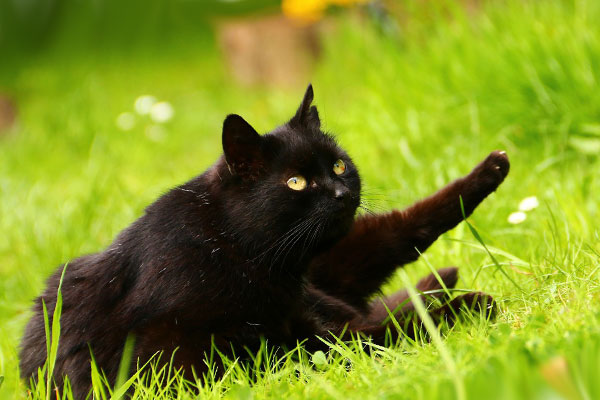 чёрный кот на траве