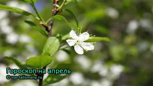 цветок сливы весной