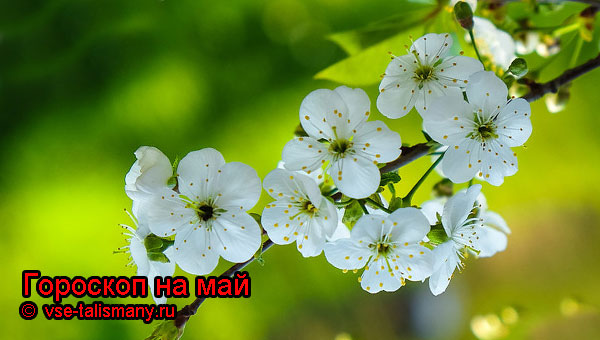 цветущая вишня в мае
