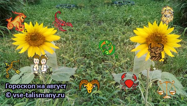 подсолнухи в поле