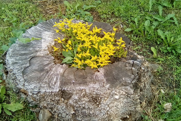 желтые цветы на пне