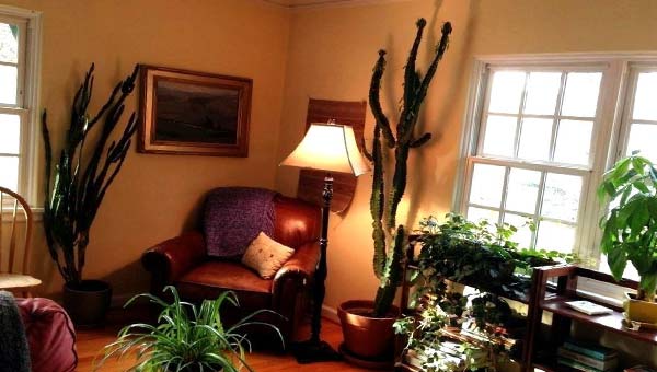 комната, украшенная живыми растениями
