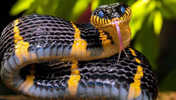 змея полоз с высунутым языком