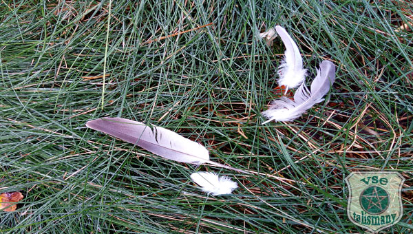 птичьи перья на траве
