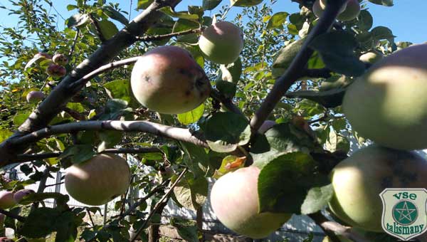 плоды яблони