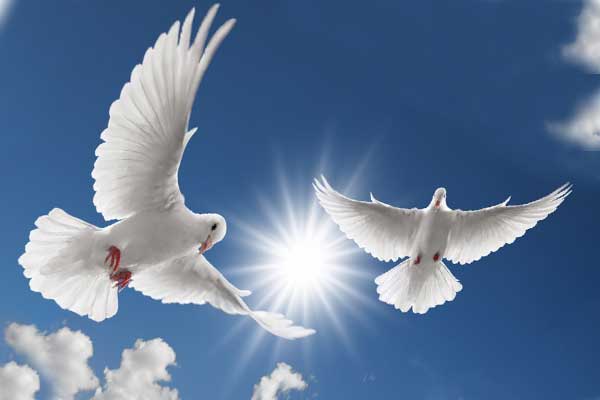белые голуби парят в небе