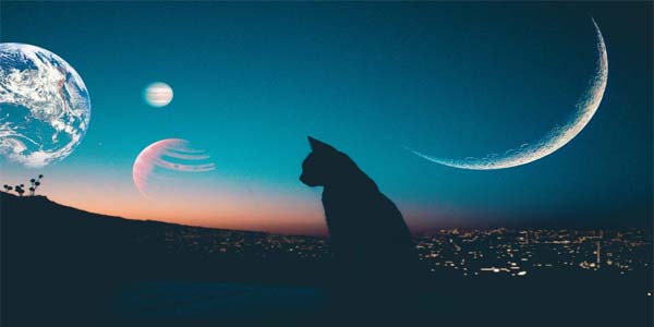 кошка и луна