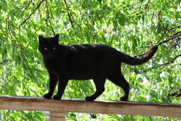 чёрный кот на фоне зелёной растительности