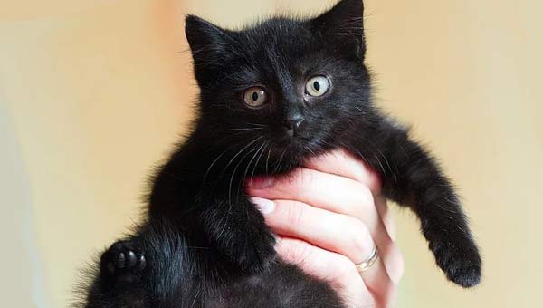 черный кот на руках