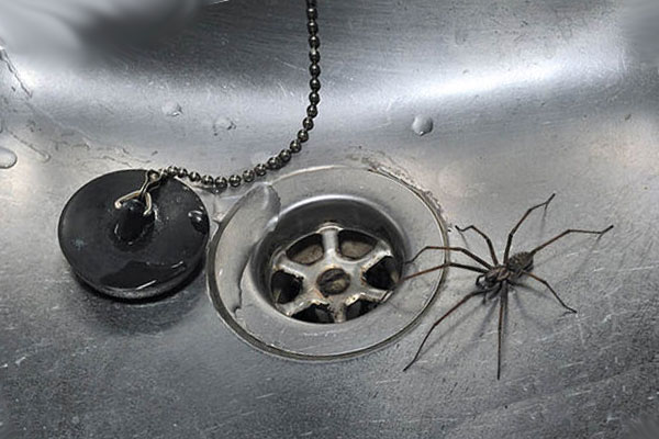 Увидеть паука на полу примета. Примета паук утром. Паук в тарелке примета. Увидеть паука примета. Паук в машине к чему это примета.
