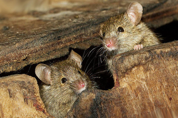 две мыши выглядывают из щели