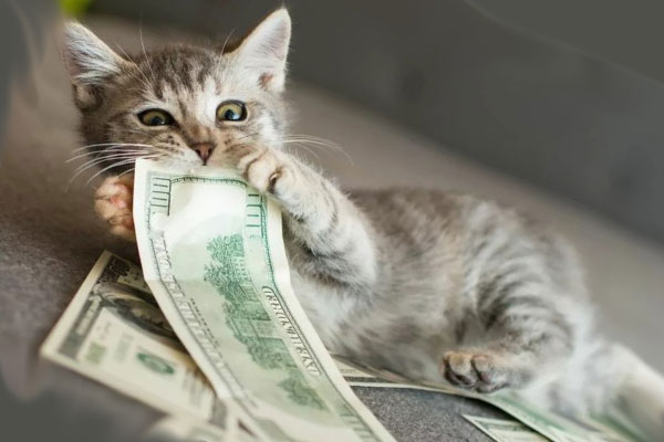 кот на долларах