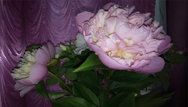 розовые пионы на фоне гардины
