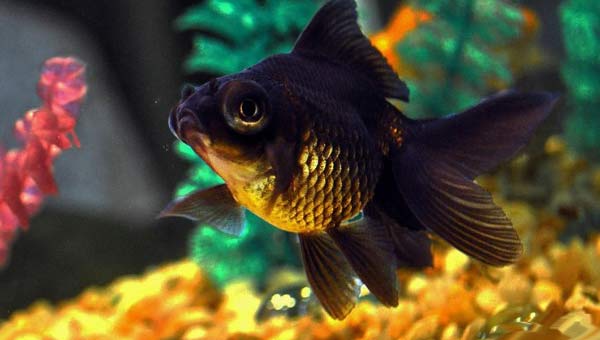 черная золотая рыбка