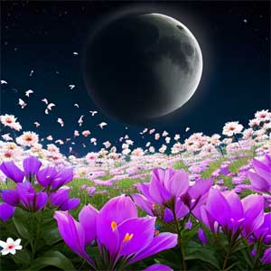 Луна и фиолетовые цветы