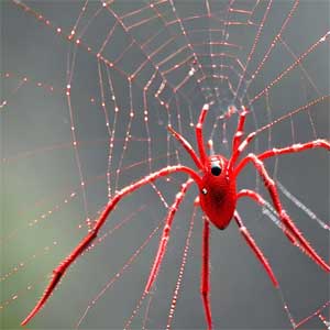 красный паук в паутине