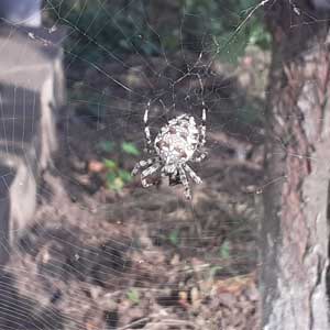 паук на улице
