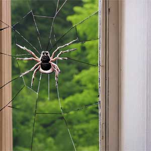 паук сплел паутину в окне