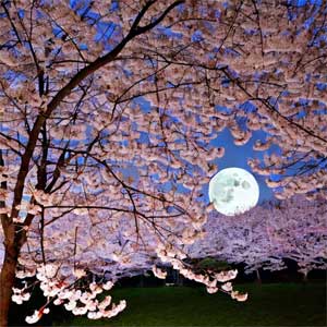 луна на фоне розовых деревьев